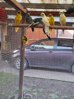 Kakariki, Dieren en Toebehoren, Vogels | Parkieten en Papegaaien, Meerdere dieren, Parkiet, Geringd