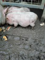 varken, Dieren en Toebehoren, Vrouwelijk, Varken, 0 tot 2 jaar