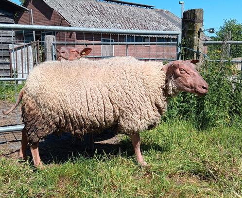 Rouge de l'ouest, Dieren en Toebehoren, Schapen, Geiten en Varkens, Schaap, Mannelijk, 3 tot 5 jaar