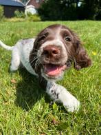 Bruin-wit reutje Engelse Springer Spaniël uit werklijn, Dieren en Toebehoren, Honden | Retrievers, Spaniëls en Waterhonden, Reu