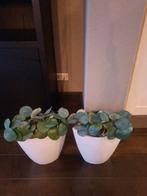 2 witte potten met pannenkoekenplant (kunst), Ophalen of Verzenden, Overige soorten, Halfschaduw, Minder dan 100 cm