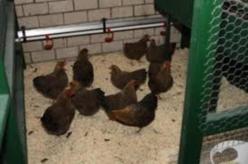 Barnevelder krielkippen., Dieren en Toebehoren, Pluimvee, Kip, Vrouwelijk
