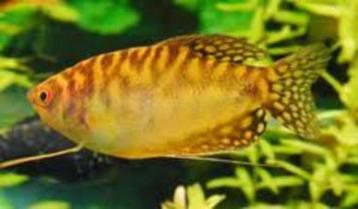 Dwerg gourami, honig gourami, nergens meer keus! beschikbaar voor biedingen