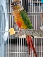 Pyrrhura, Dieren en Toebehoren, Vogels | Parkieten en Papegaaien, Mannelijk, Parkiet, Tam