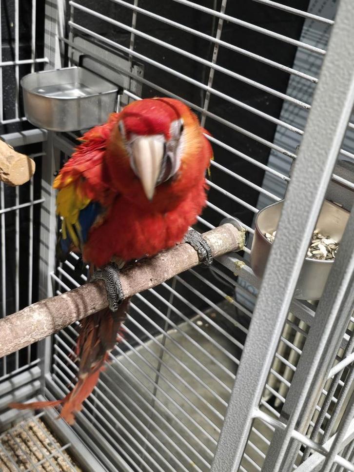 Tamme jonge Calico Ara vrouw met DNA en getest op alle ziekt, Dieren en Toebehoren, Vogels | Parkieten en Papegaaien, Papegaai