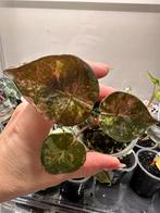 Alocasia wentii variegata albo pink, Huis en Inrichting, Kamerplanten, Ophalen of Verzenden, Halfschaduw, Minder dan 100 cm