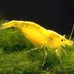 Garnalen Gele Neocaridina – “Yellow Sakura Shrimp”, Dieren en Toebehoren, Vissen | Aquariumvissen, Kreeft, Krab of Garnaal, Zoetwatervis
