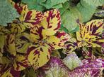 Siernetel, Tuin en Terras, Planten | Tuinplanten, Verzenden, Zomer, Volle zon