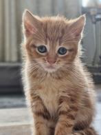 Schattige kittens zoeken een nieuwe huisje!, Dieren en Toebehoren, Katten en Kittens | Raskatten | Langhaar, Meerdere dieren