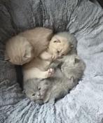 britse korthaar kitten grijs vrouw ( ouders hebben stamboom), Dieren en Toebehoren, Meerdere dieren, Ontwormd