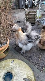 USA zijdehoen haan, Mannelijk, Kip