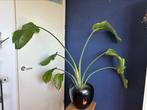 Strelitzia, Huis en Inrichting, Kamerplanten, Ophalen, Overige soorten