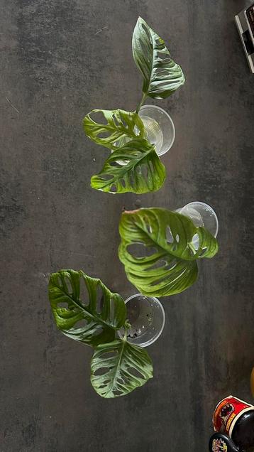 Stek Monstera beschikbaar voor biedingen