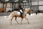 Super leuke palomino D pony, Gechipt, Ruin, Dressuurpony, L