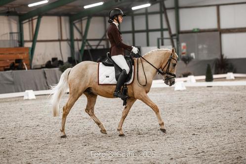 Super leuke palomino D pony, Dieren en Toebehoren, Pony's, Ruin, L, D pony (1.37m tot 1.48m), Dressuurpony, 7 tot 10 jaar, Gechipt