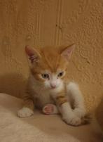 Kittens, Meerdere dieren