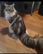 Maine Coon Dame met Stamboom, Poes, Gechipt, 3 tot 5 jaar
