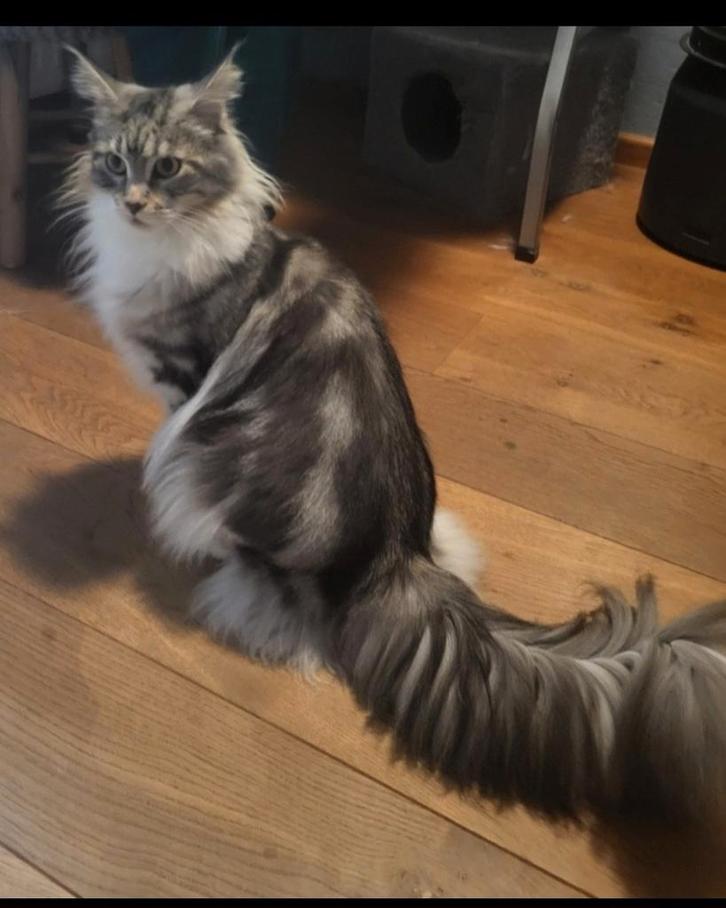 Maine Coon Dame met Stamboom, Dieren en Toebehoren, Katten en Kittens | Raskatten | Langhaar, Poes, 3 tot 5 jaar, Met stamboom