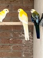 Te koop lutino bleekkop rosella, Dieren en Toebehoren, Vogels | Parkieten en Papegaaien, Meerdere dieren, Parkiet, Geringd