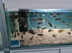 Protomelas Steveni Taiwan Reef Malawi Cichliden, Dieren en Toebehoren, Vissen | Aquariumvissen, Vis, Zoetwatervis