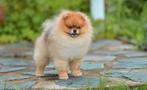Pomeranian dekreu pomeriaan dekrue 16cm, Rabiës (hondsdolheid), 1 tot 2 jaar, Eén hond, Nederland
