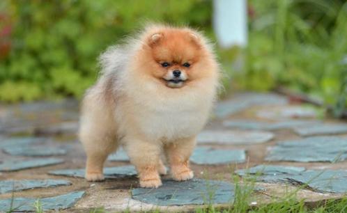 Pomeranian dekreu pomeriaan dekrue 16cm, Dieren en Toebehoren, Honden | Poolhonden, Keeshonden en Oertypen, Reu, Overige rassen