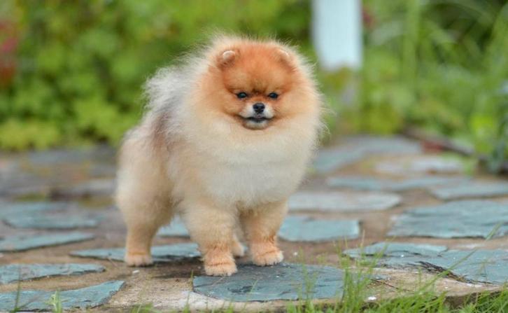 Pomeranian dekreu pomeriaan dekrue 16cm, Dieren en Toebehoren, Honden | Poolhonden, Keeshonden en Oertypen, Reu, Overige rassen