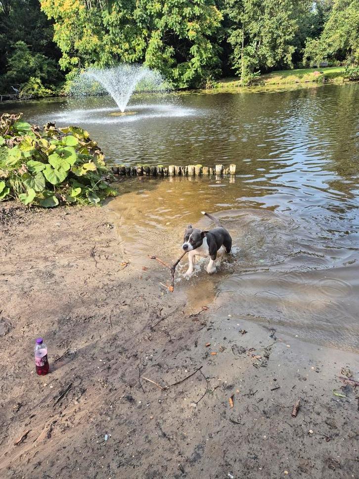 Liefe pocket bully, Dieren en Toebehoren, Honden | Niet-rashonden, Middel, Teef, Particulier, Eén hond, Nederland, 1 tot 2 jaar