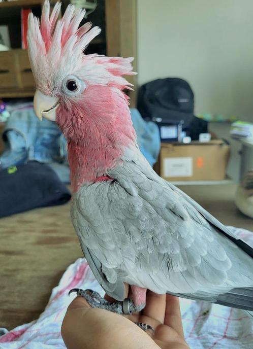 handtamme rose kaketoes, Dieren en Toebehoren, Vogels | Parkieten en Papegaaien, Papegaai, Meerdere dieren, Tam, Geringd