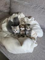 5 britse kortharen te koop!, Dieren en Toebehoren, Katten en Kittens | Raskatten | Korthaar, Meerdere dieren, 0 tot 2 jaar