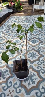 Kleine iep circa 2-3 jaar, In pot, Halfschaduw, Lente, Minder dan 100 cm
