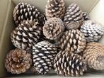20 super super mooie grote natuurlijke dennenappels 11 cm(D), Hobby en Vrije tijd, Knutselen, Ophalen of Verzenden, Nieuw, Knutselwerk