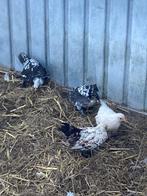Te koop sabelpoot krielen, Dieren en Toebehoren, Pluimvee, Meerdere dieren, Kip