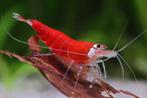 Super crystal red / Santa Shrimp, Kreeft, Krab of Garnaal