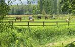 Stalling met weidegang aangeboden De Steeg (Bij Rheden), Dieren en Toebehoren, Stalling en Weidegang, Weidegang, 1 paard of pony
