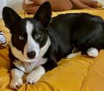 welsh corgi cardigan dekreu, Reu, CDV (hondenziekte), Eén hond, 3 tot 5 jaar