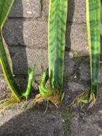 Sanseveria-stek, nu jonge scheut nóg groter gegroeid, Ophalen of Verzenden, Vaste plant, Overige soorten, Volle zon