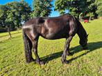 Te koop friese merrie, Merrie, Gechipt, 11 jaar of ouder, Recreatiepaard