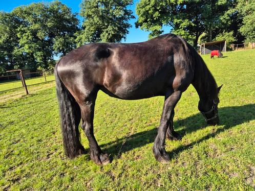 Te koop friese merrie, Dieren en Toebehoren, Paarden, Merrie, 165 tot 170 cm, 11 jaar of ouder, Recreatiepaard, Met stamboom, Gechipt