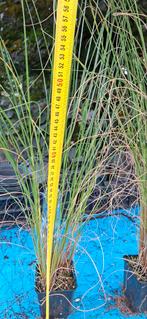 Pennisetum alop.Hameln P9 pot Lampenpoetsersgras., Tuin en Terras, Planten | Tuinplanten, Ophalen of Verzenden, Zomer, Overige soorten