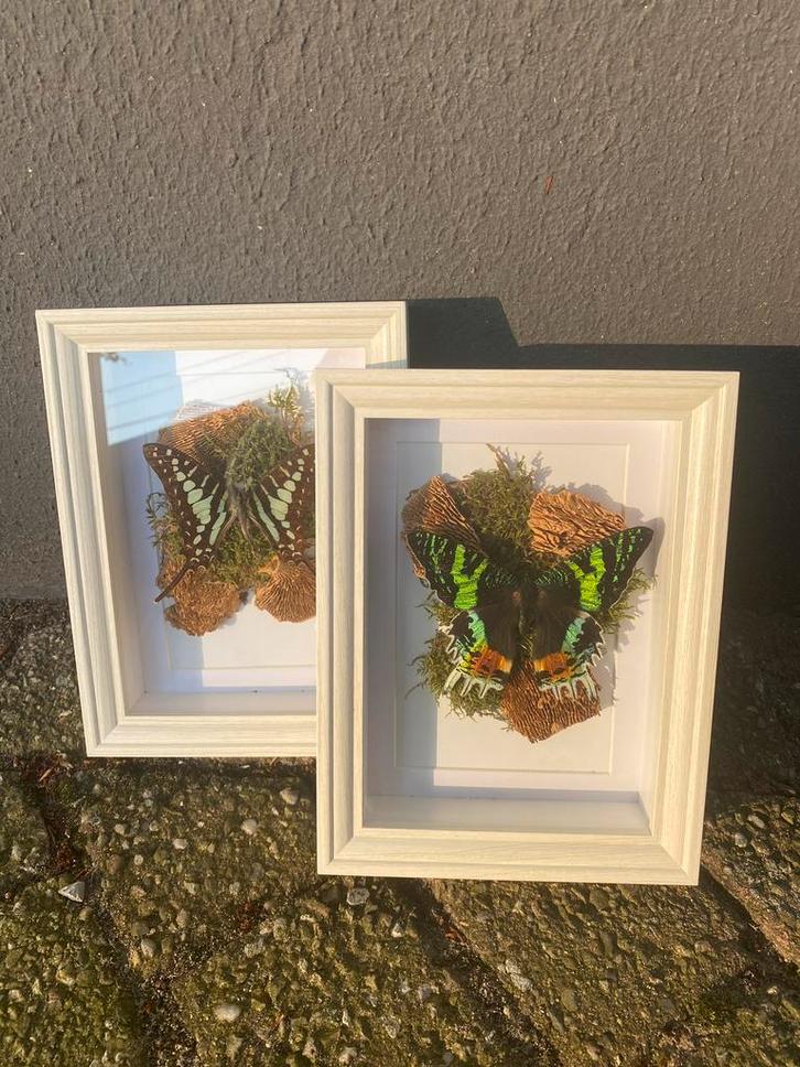 Opgezette vlinders in lijsten, Huis en Inrichting, Woonaccessoires | Lijsten, Minder dan 50 cm, Hout, Ophalen of Verzenden