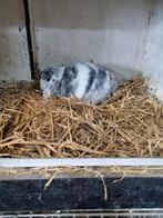 NHD rhon ram, Dieren en Toebehoren, Konijnen, Mannelijk, Dwerg