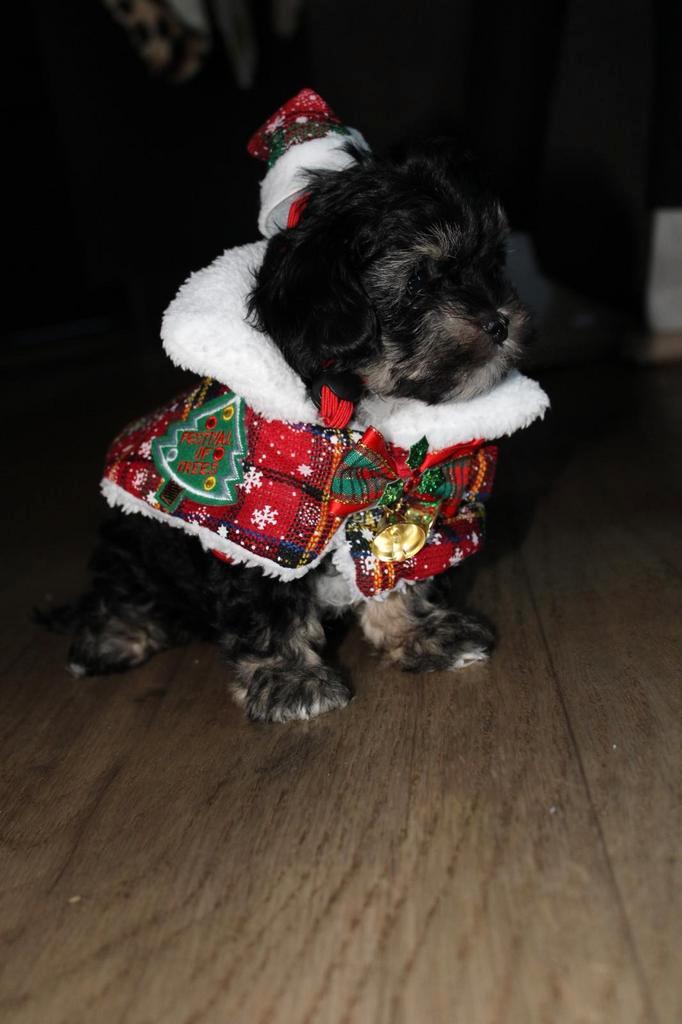 Maltiepoo pups, Dieren en Toebehoren, Honden | Chihuahua's en Gezelschapshonden, Meerdere dieren, Poedel, Fokker | Hobbymatig