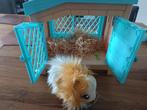 Little live pets Cavia, Kinderen en Baby's, Speelgoed | Knuffels en Pluche, Ophalen of Verzenden, Zo goed als nieuw, Overige typen
