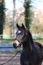 Bloedmooie, correcte 2,5j New Forest hengst V. Julian, Dieren en Toebehoren, Pony's, Dressuurpony, Niet van toepassing, Hengst