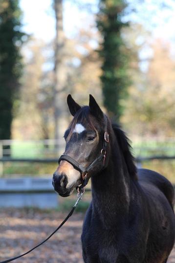 Bloedmooie, correcte 2,5j New Forest hengst V. Julian beschikbaar voor biedingen