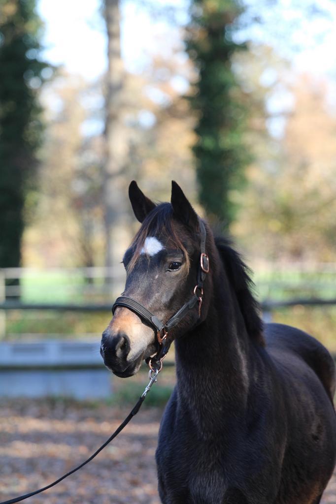 Bloedmooie, correcte 2,5j New Forest hengst V. Julian, Dieren en Toebehoren, Pony's, Hengst, Niet van toepassing, D pony (1.37m tot 1.48m)