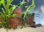 Diverse kleuren discussen, Dieren en Toebehoren, Vissen | Aquariumvissen, Vis