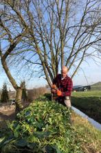 Heg knippen | Snoeiwerk | Tuinman, Tuin en Terras, Haag, Ophalen of Verzenden, Liguster, 100 tot 250 cm