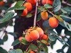 Diospyros virginiana / Amerikaanse dadelpruim / eetbaar ‼️, Lente, 400 cm of meer, Ophalen, Volle zon